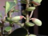 Peperomia blanda var floribunda-7.jpg